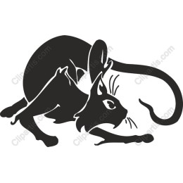 Crouched Playful Cat