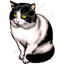 Charming Black and White Cat