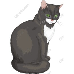 Charming Cat