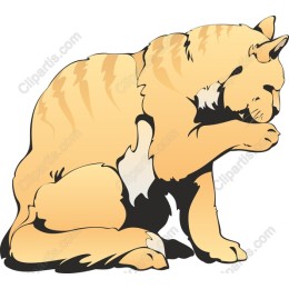 Ginger Cat