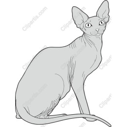 Playful Sphynx Cat