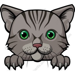 Playful Gray Cat