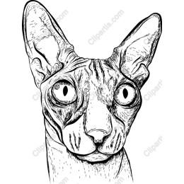 Sphynx Cat