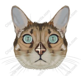 Stunning Cat Face