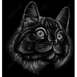 Black and White Cat Head
