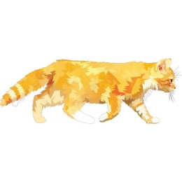 Orange Tabby Cat