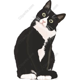 Charming Black and White Cat