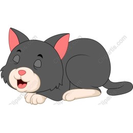 Playful Cat