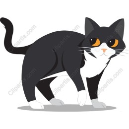 Playful Black and White Cat