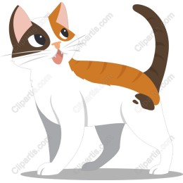 Playful Cat