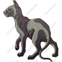Sphynx Cat