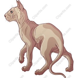 Sphynx Cat
