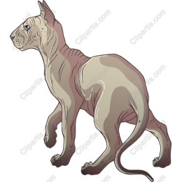 Sphynx Cat