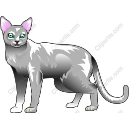 Silver Cat