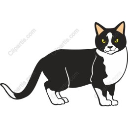 Charming Black and White Cat