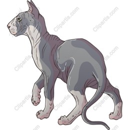 Sphynx Cat - High Quality