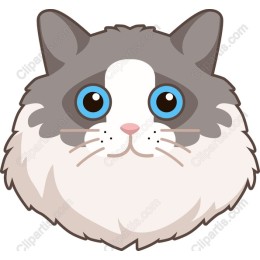 Adorable Cat Face