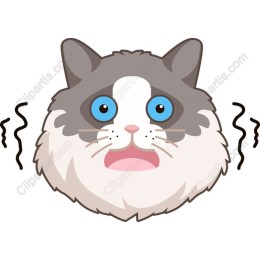 Adorable Surprised Cat