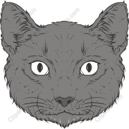Grey Cat