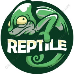Chameleon - Playful Reptile