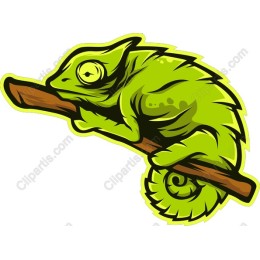 Vibrant Chameleon