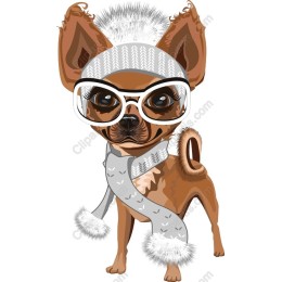 Fashionable Chihuahua