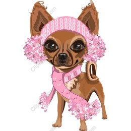 Stylish Chihuahua
