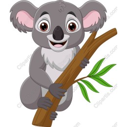 Charming Koala