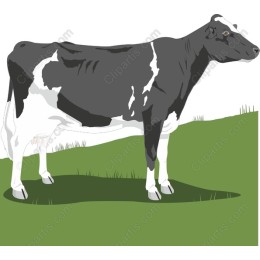 Holstein Cow