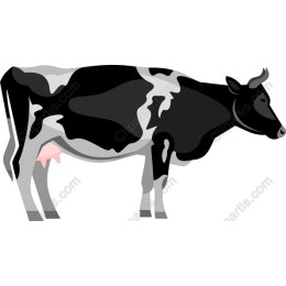 Holstein Cow