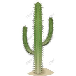 Saguaro Cactus