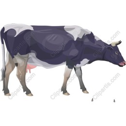 Holstein Cow