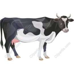 Holstein Cow - and