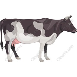 Holstein Cow