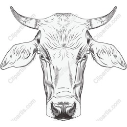 Elegant Cow Head