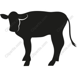 Black Cow