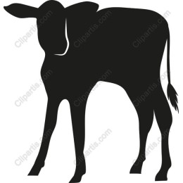 Calf