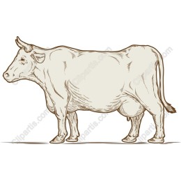 Elegant Cow