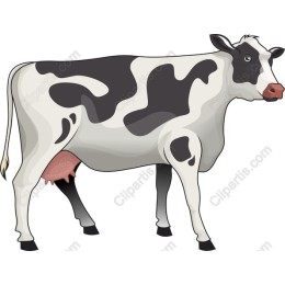 Holstein Cow