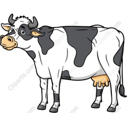 Playful Black and White Cow