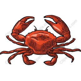 Vibrant Crab