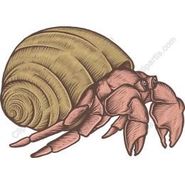 Hermit Crab