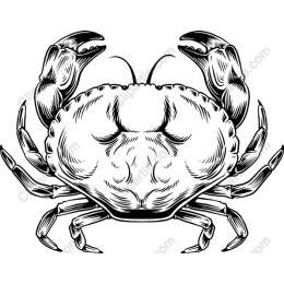 Elegant Crab