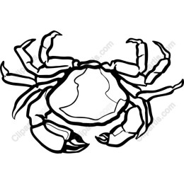 Elegant Crab