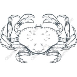 Hand-Drawn Crab