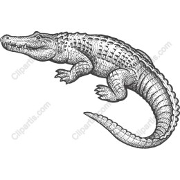 Vintage Crocodile