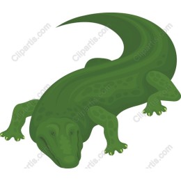 Green Salamander