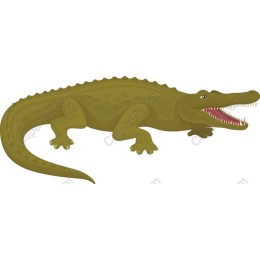 Crocodile