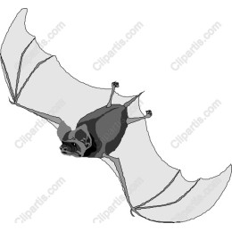 Bat