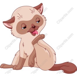 Playful Cat